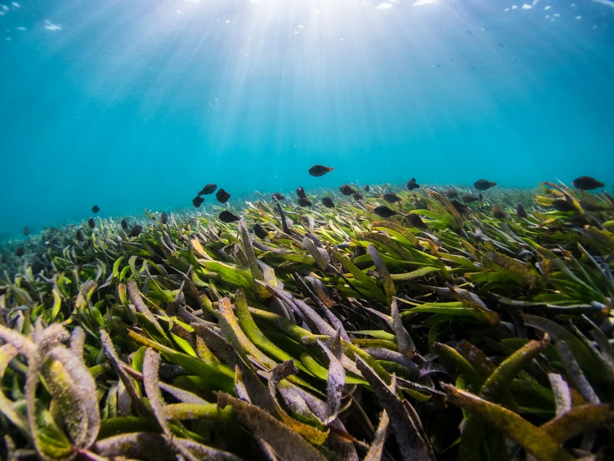 seagrass meadow
