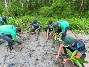 mangrove planting