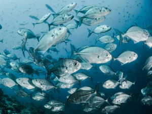 school of fish 640