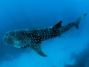 whale shark