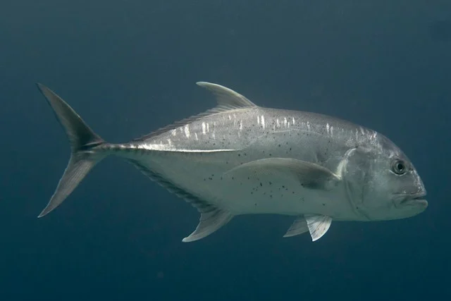 giant trevally