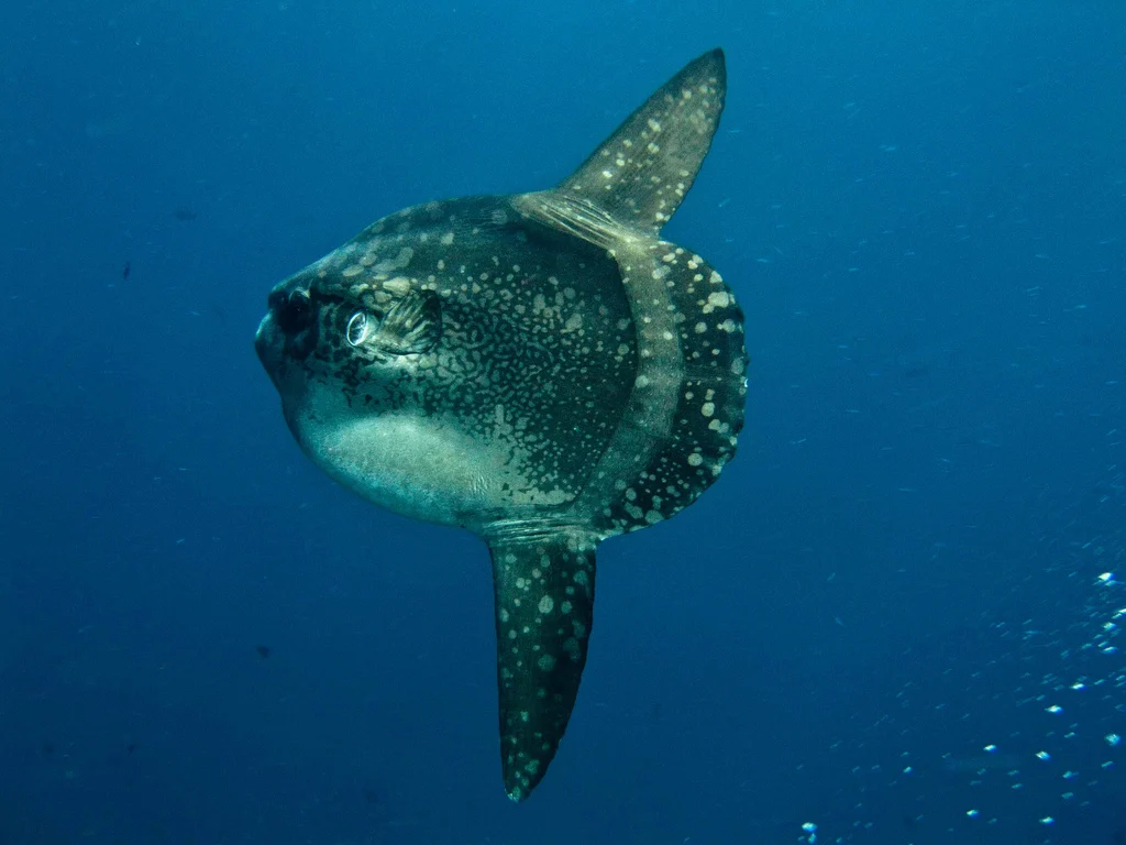 Ocean Sunfish, Mola Mola