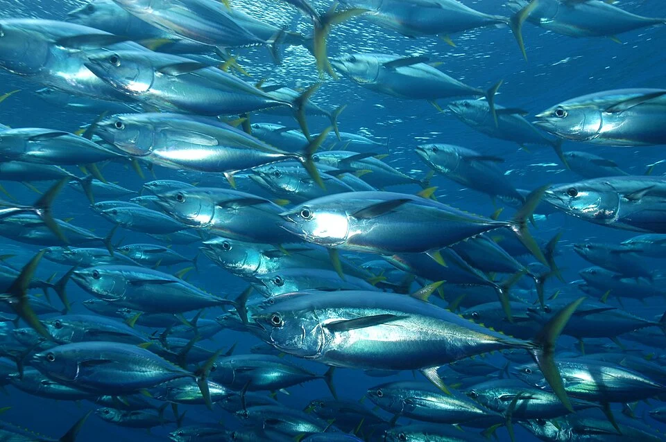 school of albacore tuna